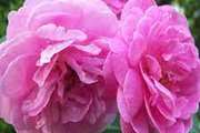 عطر گل The Scent of the Flower